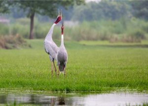 wildlife in gujarat