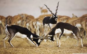 Blackbuck National Park