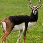 Blackbuck National Park - Velavadar