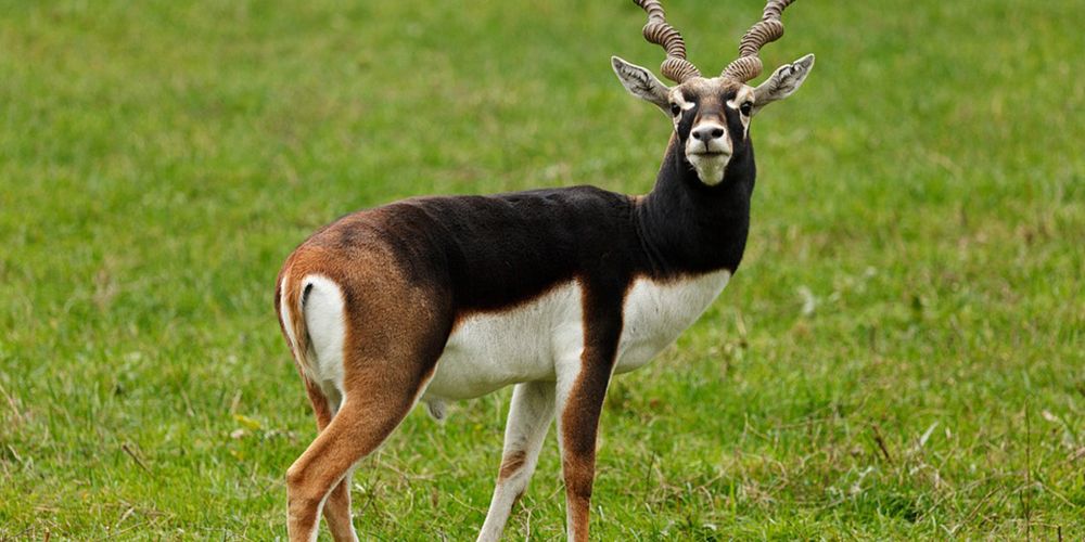 Blackbuck National Park - Velavadar