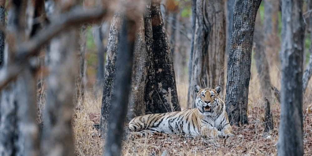 An Adventurous Weekend In Pench National Park